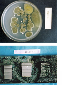 同定試験　菌数測定試験　真菌抵抗性試験